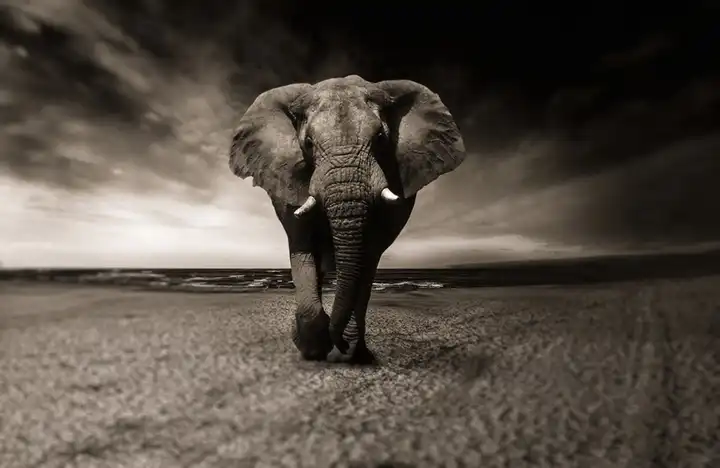 Image of Elephant walking