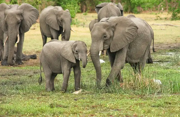Image of a herd of Elephants with Tracking collars